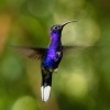 Kolibrik fialkovy - Campylopterus hemileucurus - Violet Sabrewing 5133